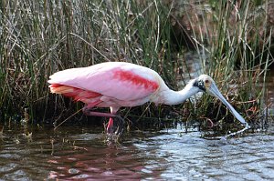 Spoonbill, Roseate, 2015-01098392 Merritt Island NWR, FL